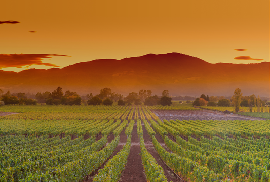 Climate Change and the Future of Wine: How Wineries Are Adapting to a Warming World